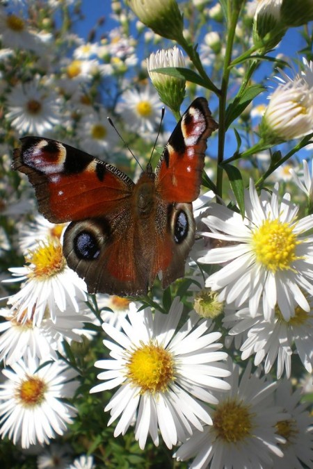 Schmetterling im Garten des Pichlguts