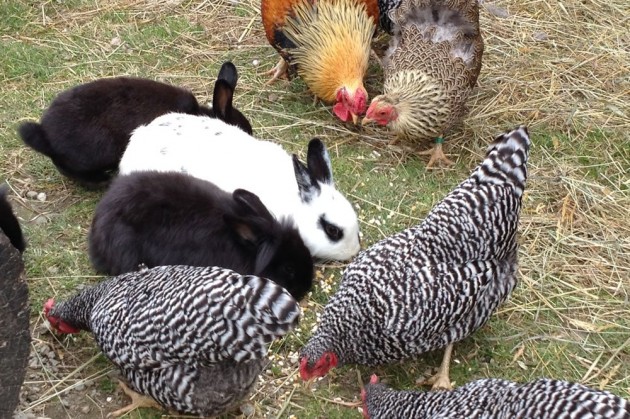 Kaninchen und Hühner im Pichlgut